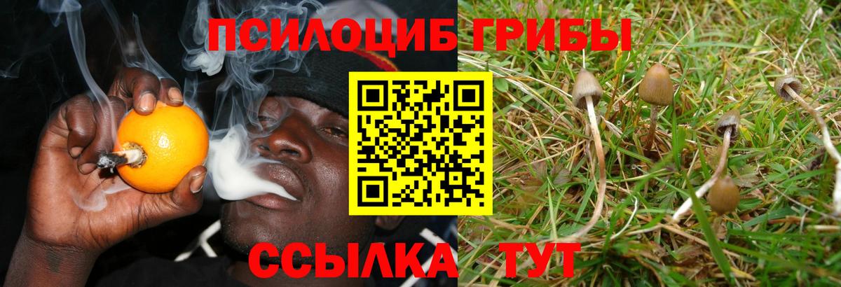 Псилоцибиновые грибы Cubensis Гуково
